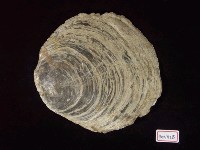 藏品(雲母貝化石)的圖片